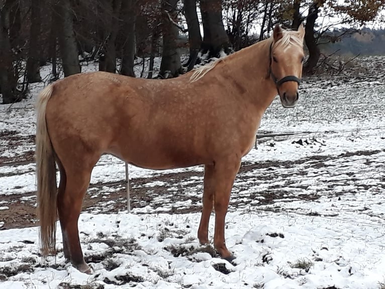 Paint Horse Yegua 9 años 155 cm Palomino in Mespelbrunn