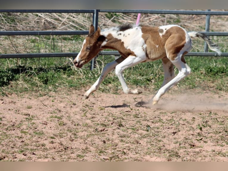 Paint Horse Yegua Potro (03/2025) 150 cm Champán in Hellenthal