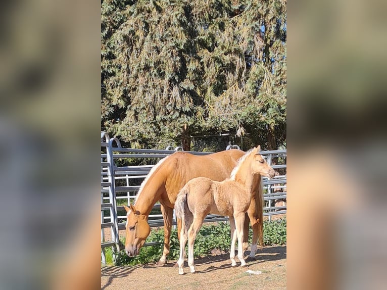 Paint Horse Yegua  152 cm Palomino in Kraichtal