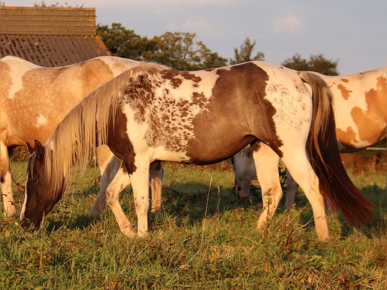 Paint Horse Yegua Potro (03/2024) 152 cm Tobiano-todas las-capas in BERNE