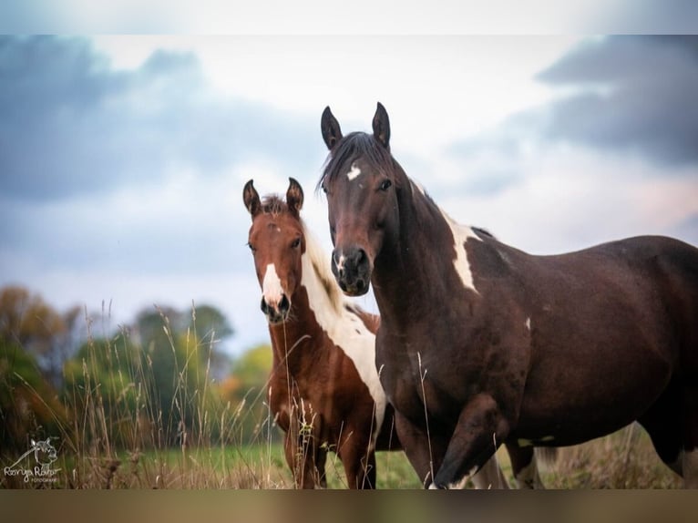 Paint Horse Yegua Potro (04/2024) 152 cm Tobiano-todas las-capas in Danstedt