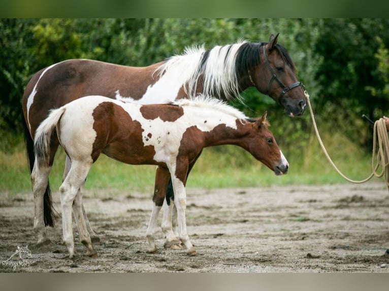 Paint Horse Yegua Potro (04/2024) 152 cm Tobiano-todas las-capas in Danstedt