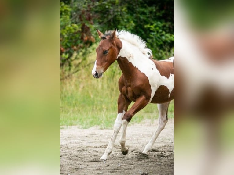 Paint Horse Yegua Potro (04/2024) 152 cm Tobiano-todas las-capas in Danstedt