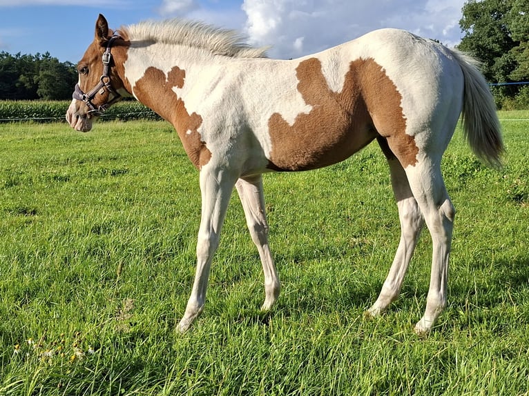 Paint Horse Yegua Potro (04/2025) 153 cm Red Dun/Cervuno in Uelsen Paint Horse Yegua Potro (04/2025) 153 cm Red Dun/Cervuno in Uelsen