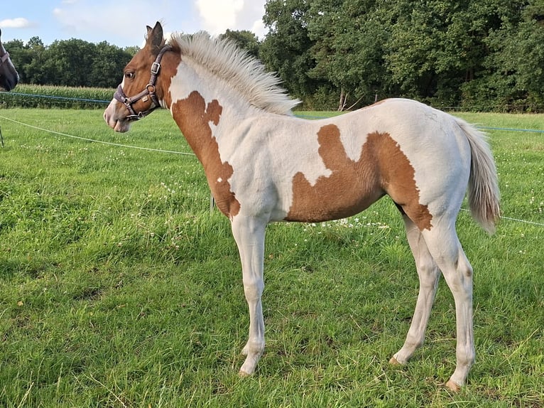 Paint Horse Yegua Potro (04/2025) 153 cm Red Dun/Cervuno in Uelsen Paint Horse Yegua Potro (04/2025) 153 cm Red Dun/Cervuno in Uelsen