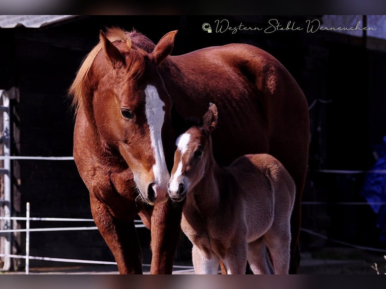 Paint Horse Yegua Potro (03/2025) 155 cm in Werneuche