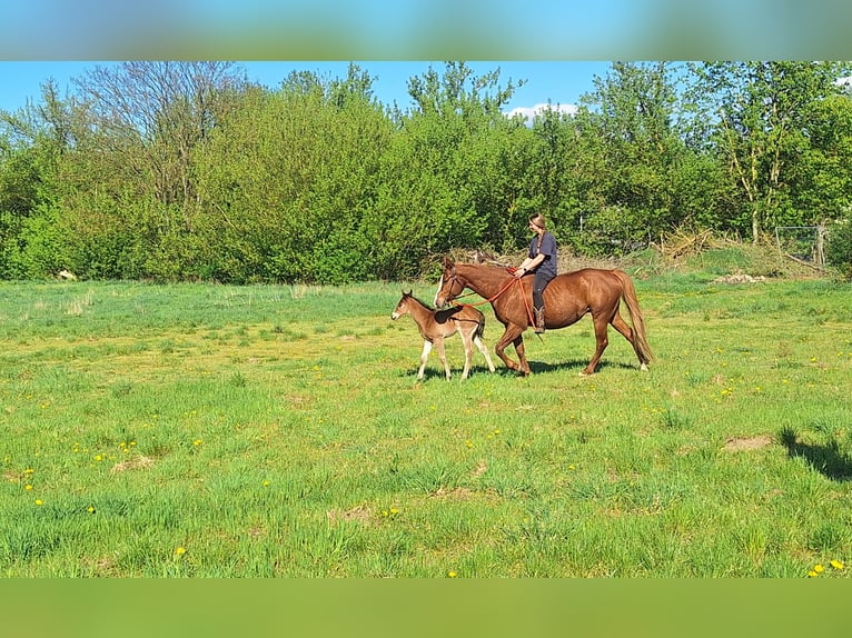 Paint Horse Yegua Potro (03/2025) 155 cm in Werneuche