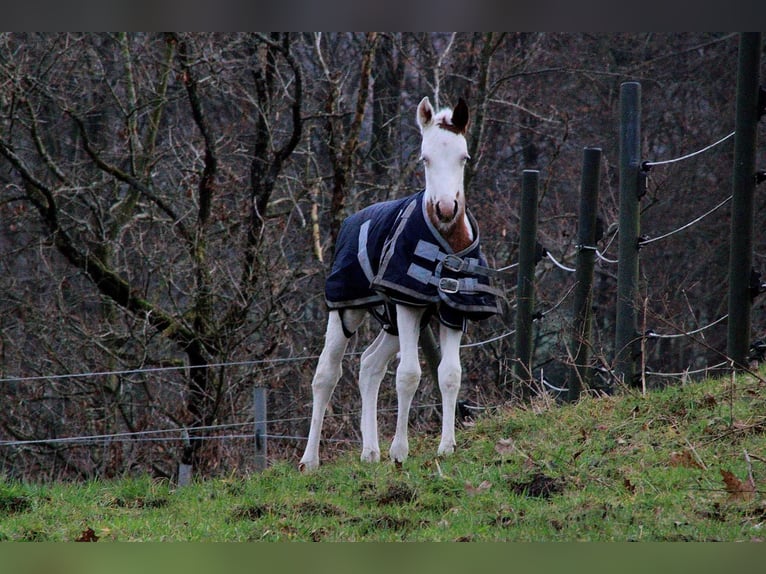 Paint Horse Yegua  158 cm Tovero-todas las-capas in Hattingen