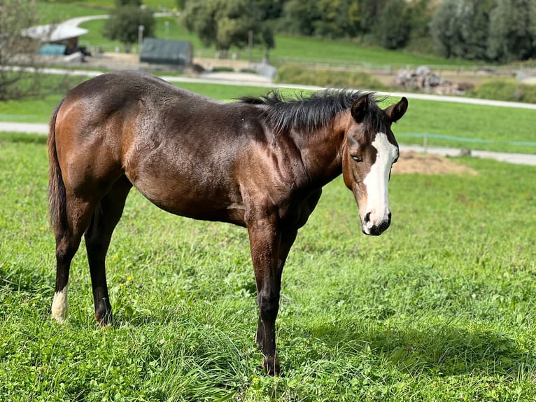 Paint Horse Yegua Potro (04/2025) 160 cm Castaño oscuro in Rohrdorf Paint Horse Yegua Potro (04/2025) 160 cm Castaño oscuro in Rohrdorf