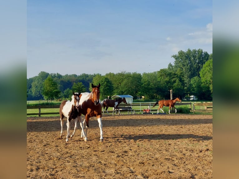 Paint Horse Yegua Potro (01/2024) 161 cm Tobiano-todas las-capas in Münster