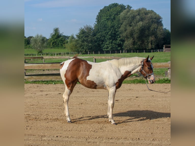 Paint Horse Yegua Potro (01/2024) 161 cm Tobiano-todas las-capas in Münster