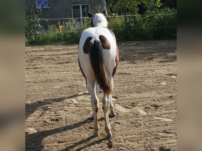 Paint Horse Yegua Potro (01/2024) 161 cm Tobiano-todas las-capas in Münster