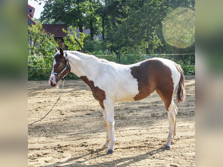 Paint Horse Yegua Potro (01/2024) 161 cm Tobiano-todas las-capas in Münster