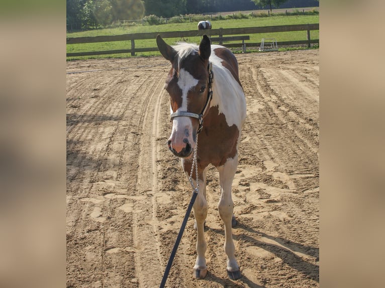 Paint Horse Yegua Potro (01/2024) 161 cm Tobiano-todas las-capas in Münster