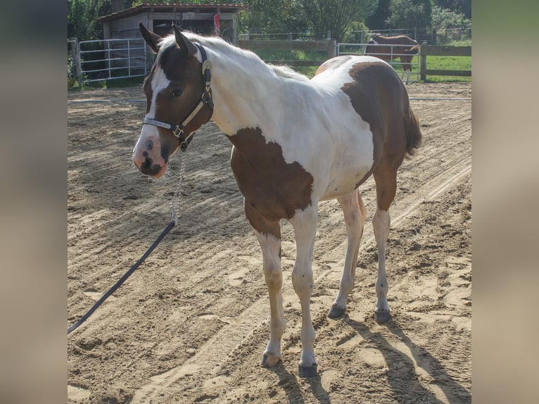 Paint Horse Yegua Potro (01/2024) 161 cm Tobiano-todas las-capas in Münster