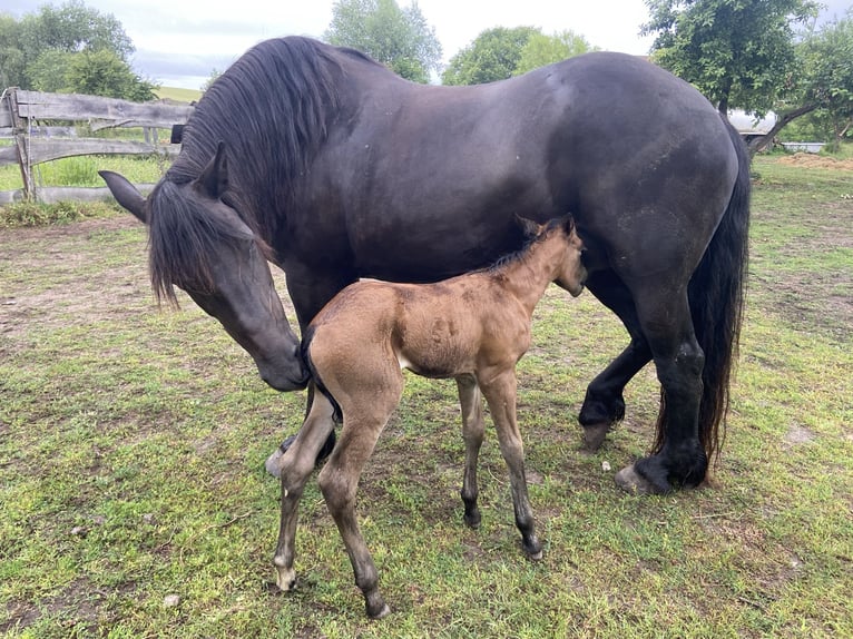 Paint Horse Mestizo Yegua Potro (03/2024) Buckskin/Bayo in Schwedt/Oder