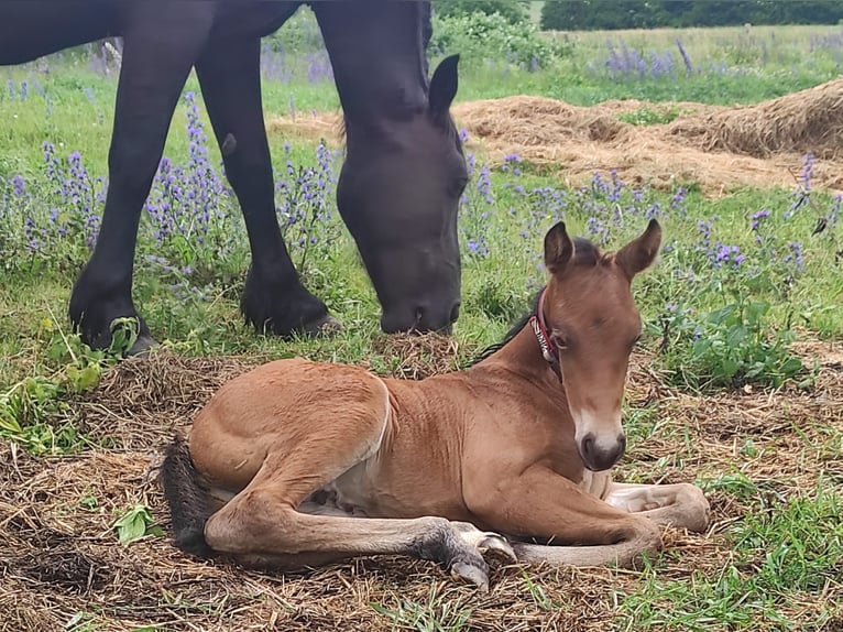 Paint Horse Mestizo Yegua Potro (03/2024) Buckskin/Bayo in Schwedt/Oder