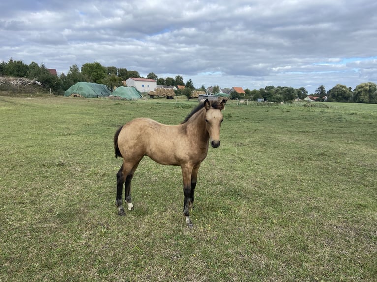 Paint Horse Mestizo Yegua Potro (03/2024) Buckskin/Bayo in Schwedt/Oder