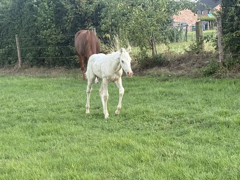 Paint Horse Yegua Potro (06/2025) Champán in Aachen