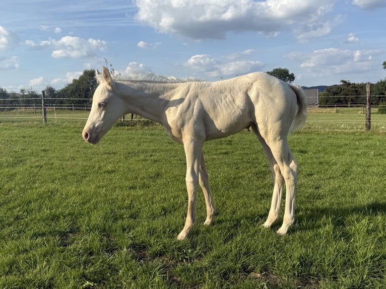 Paint Horse Yegua Potro (06/2025) Champán in Aachen
