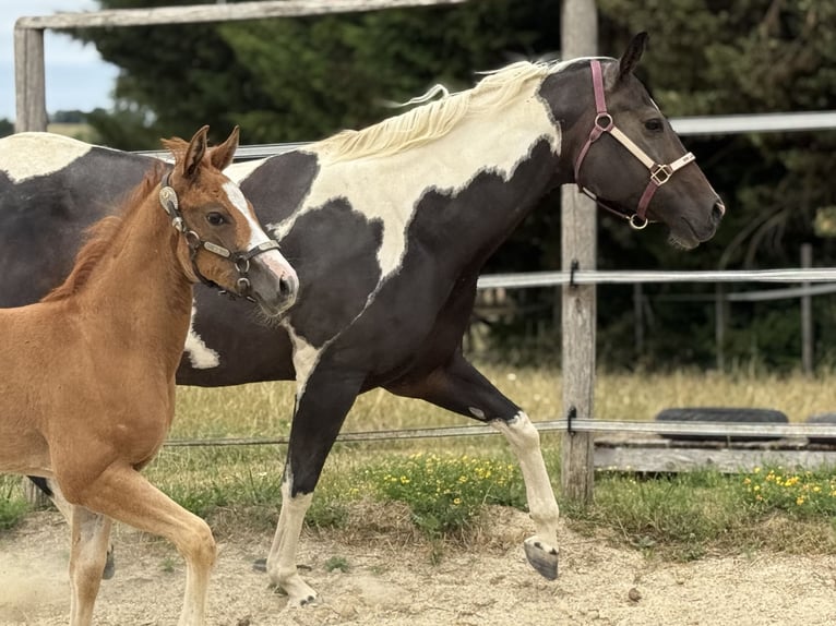 Paint Horse Yegua Potro (05/2025) Overo-todas las-capas in Thodure Paint Horse Yegua Potro (05/2025) Overo-todas las-capas in Thodure