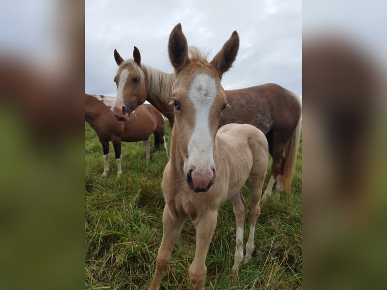 Paint Horse Yegua Potro (05/2024) Palomino in THILLEUX