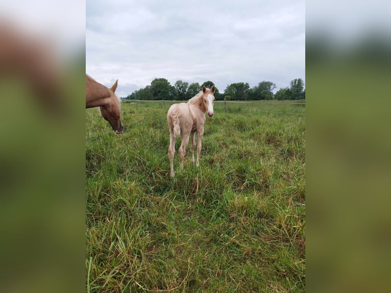 Paint Horse Yegua Potro (05/2024) Palomino in THILLEUX