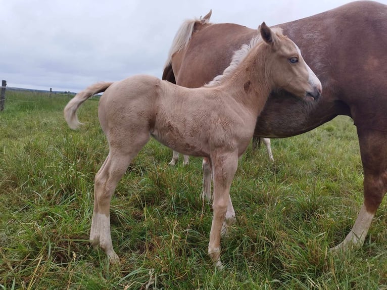 Paint Horse Yegua Potro (05/2024) Palomino in THILLEUX