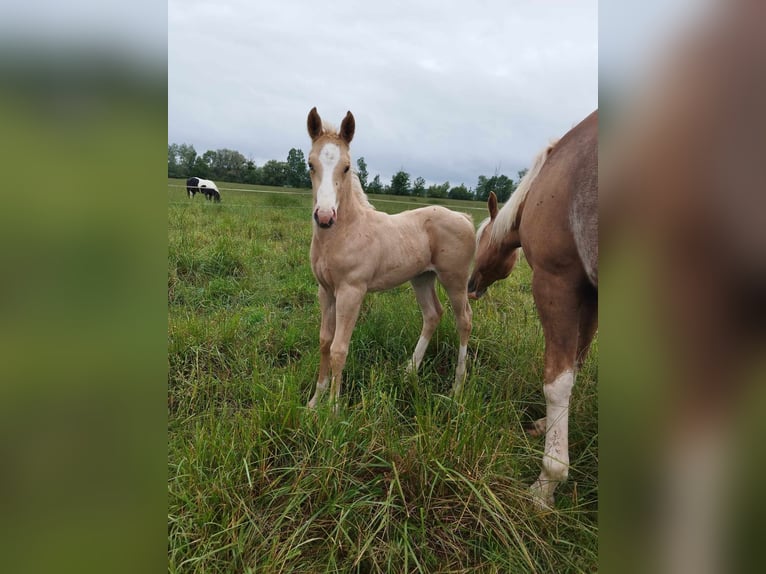 Paint Horse Yegua Potro (05/2024) Palomino in THILLEUX