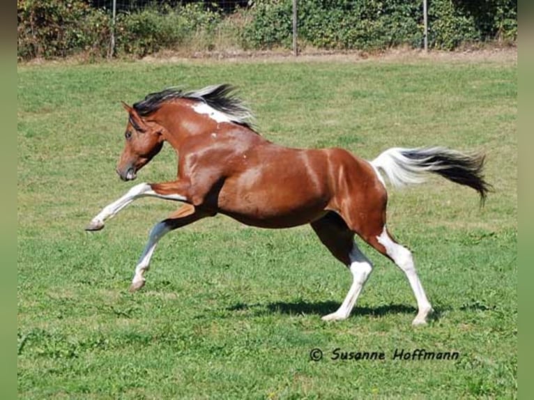 PAINTED DRAGON Arabian Partbred Stallion Pinto in Mörsdorf