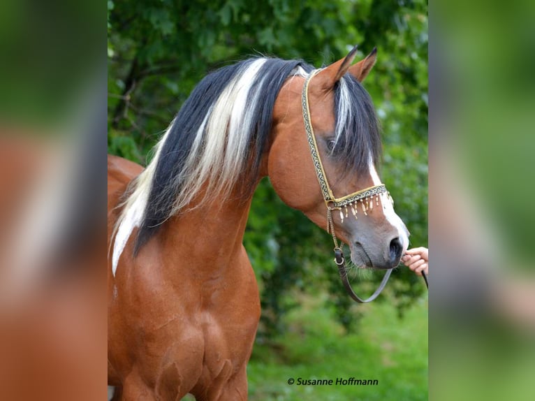 PAINTED DRAGON Arabisch Partbred Hengst Gevlekt-paard in Mörsdorf