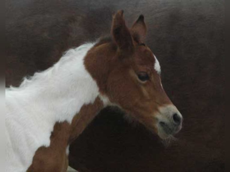 PAINTED DRAGON Mezzosangue Arabo Stallone Pezzato in Mörsdorf