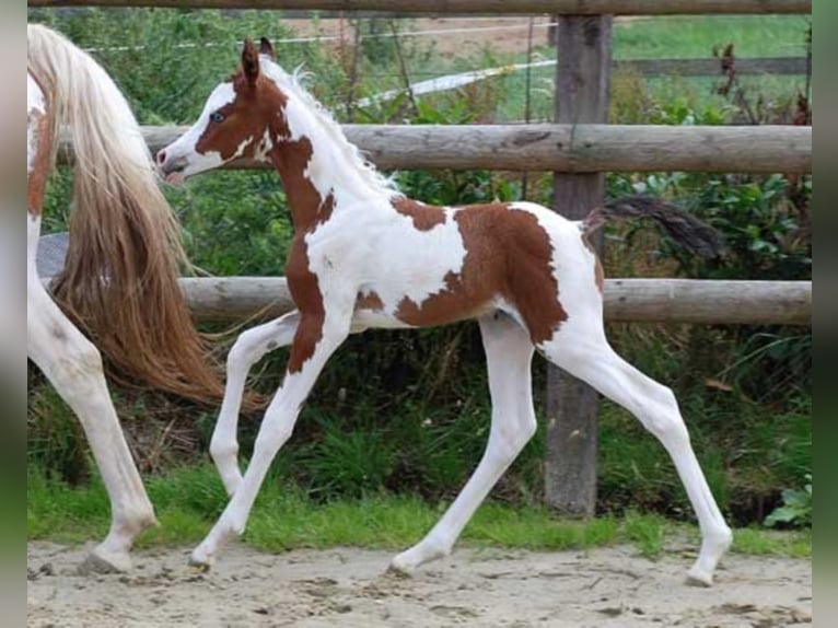 PAINTED DRAGON Mezzosangue Arabo Stallone Pezzato in Mörsdorf