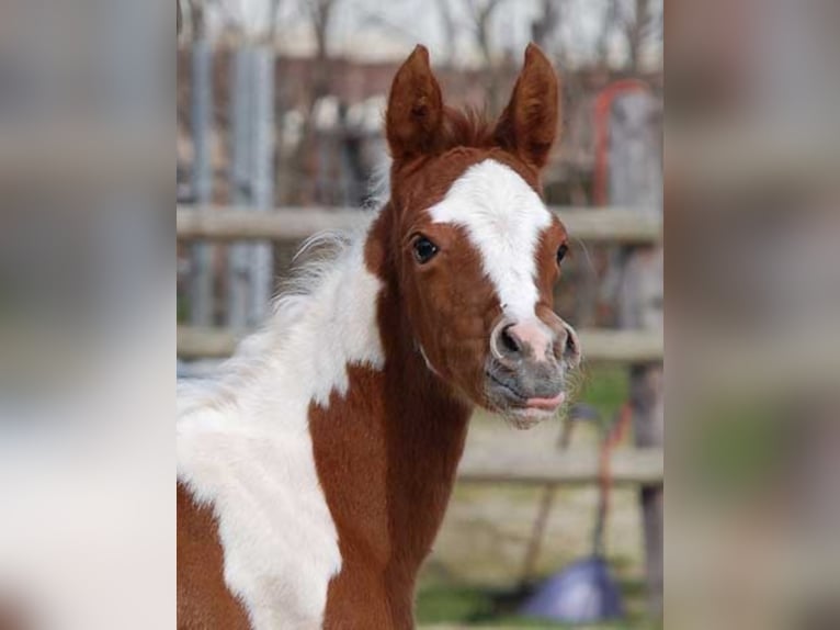 PAINTED DRAGON Mezzosangue Arabo Stallone Pezzato in Mörsdorf