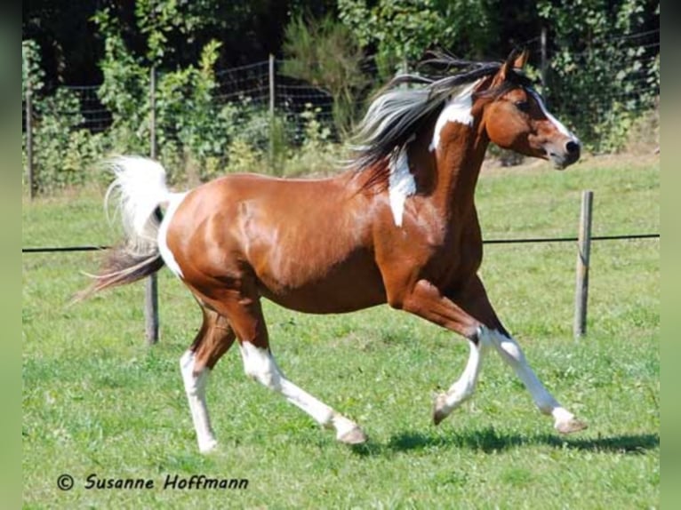 PAINTED DRAGON Mezzosangue Arabo Stallone Pezzato in Mörsdorf