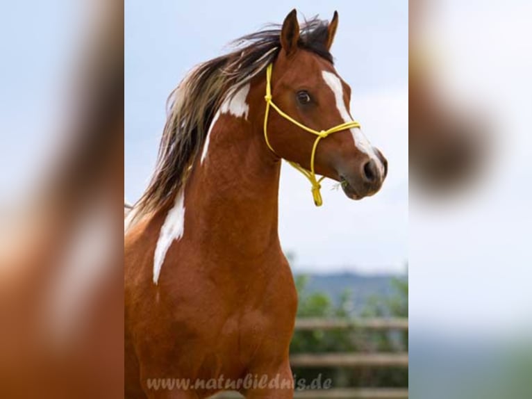 PAINTED DRAGON Mezzosangue Arabo Stallone Pezzato in Mörsdorf