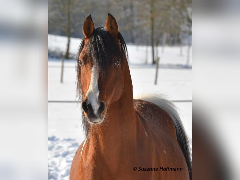 PAINTED DRAGON Mezzosangue Arabo Stallone Pezzato in Mörsdorf