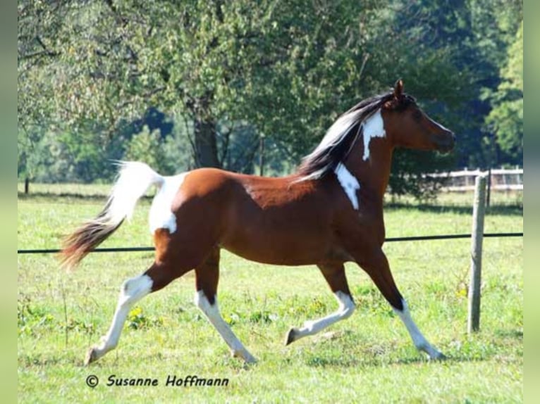 PAINTED DRAGON Mezzosangue Arabo Stallone Pezzato in Mörsdorf