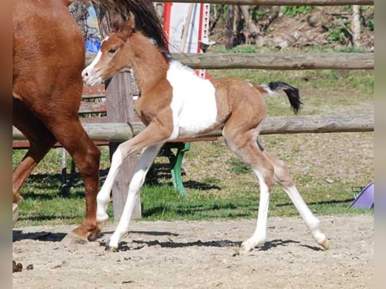 PAINTED DRAGON Mezzosangue Arabo Stallone Pezzato in Mörsdorf