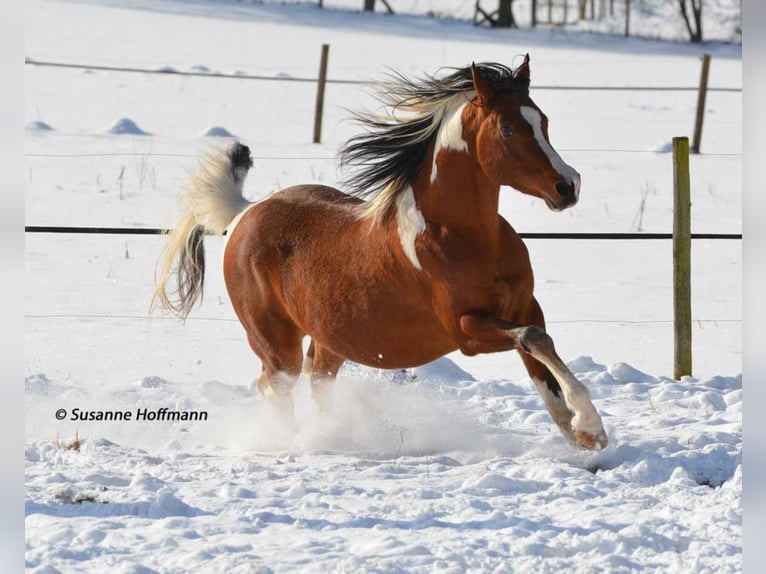 PAINTED DRAGON Mezzosangue Arabo Stallone Pezzato in Mörsdorf