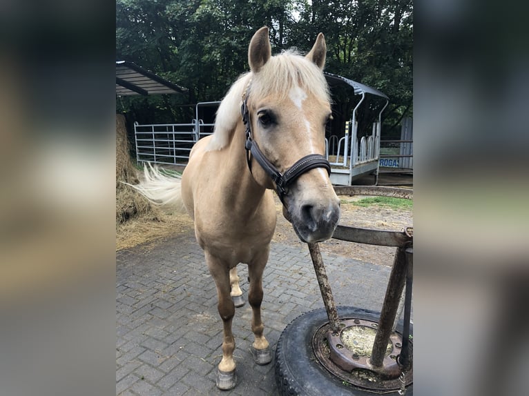 Palomino Caballo castrado 10 años 144 cm Palomino in Hachenburg