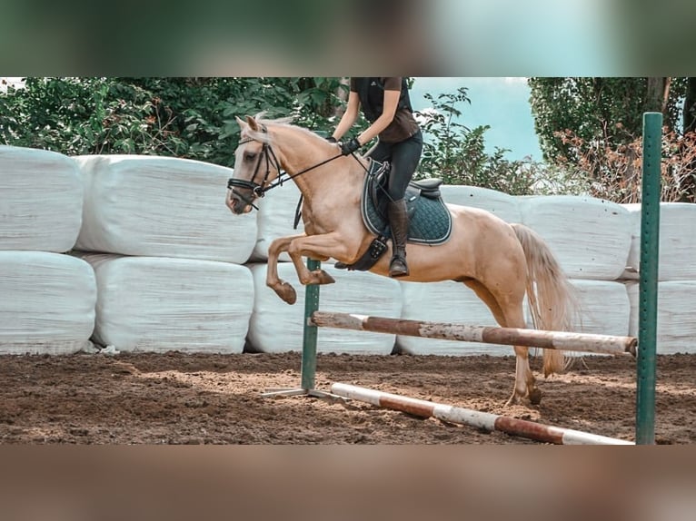 Palomino Caballo castrado 11 años 142 cm Palomino in Venhorst