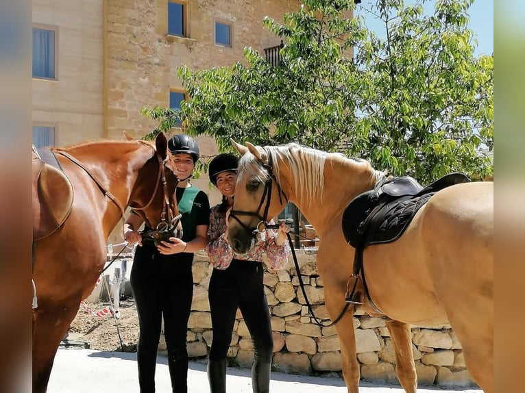 Palomino Caballo castrado 11 años 155 cm Palomino in Valderrobres