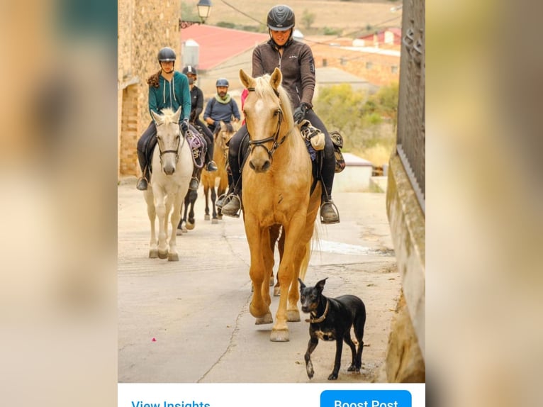 Palomino Caballo castrado 11 años 155 cm Palomino in Valderrobres