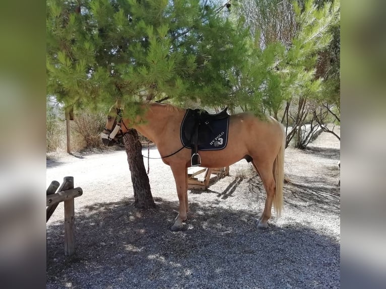 Palomino Caballo castrado 11 años 155 cm Palomino in Valderrobres