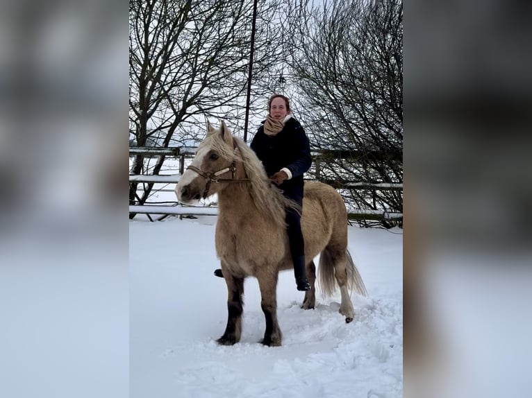 Palomino Caballo castrado 13 años 133 cm Palomino in Barneveld