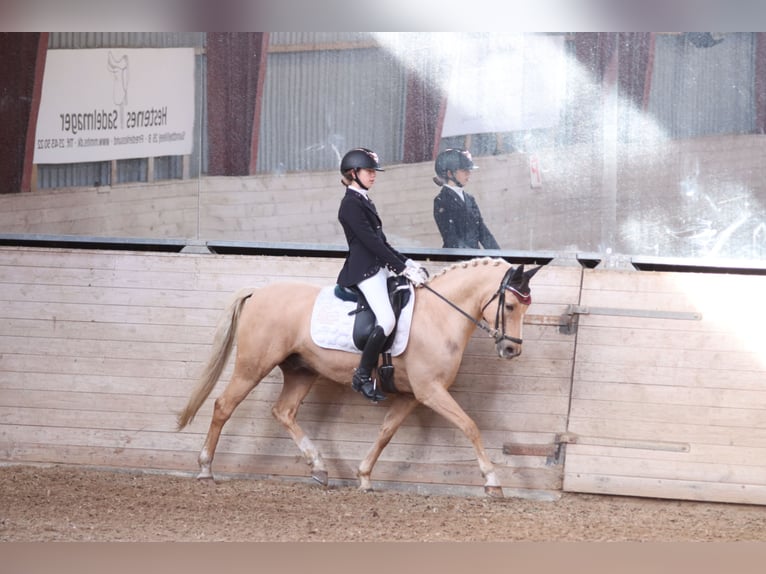 Palomino Caballo castrado 13 años 140 cm Palomino in Ølstykke