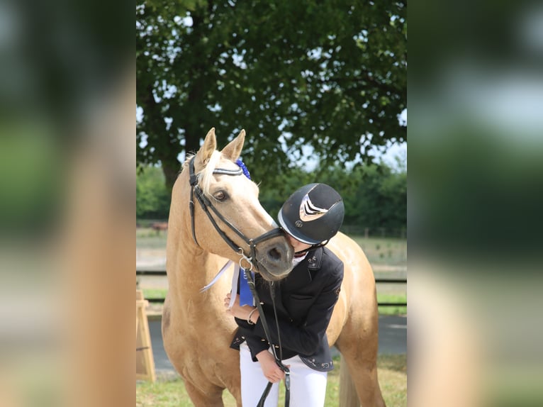 Palomino Caballo castrado 13 años 140 cm Palomino in Ølstykke