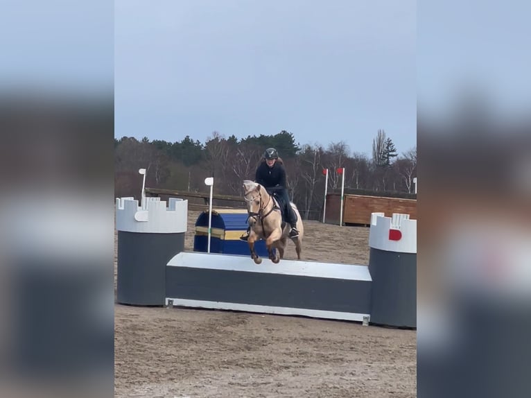 Palomino Caballo castrado 13 años 140 cm Palomino in Ølstykke