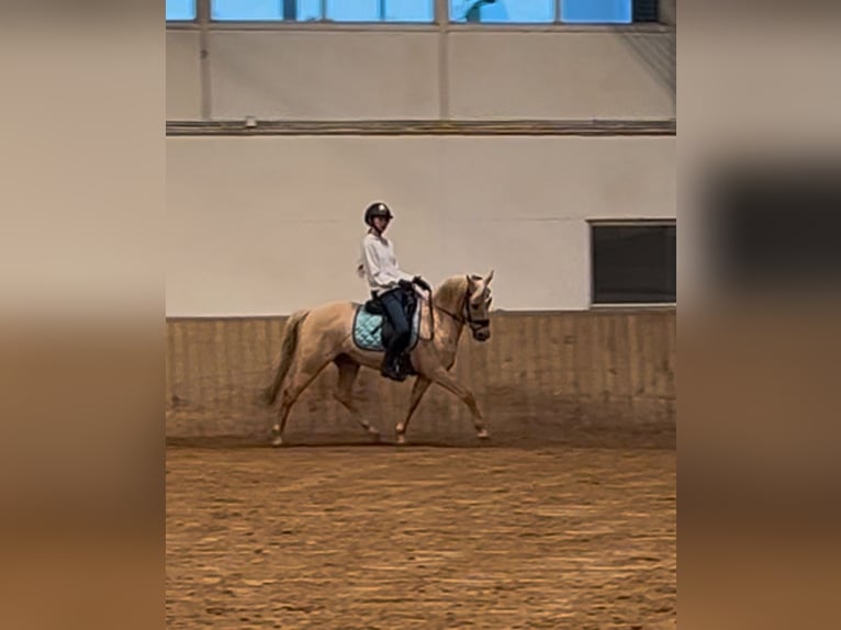 Palomino Caballo castrado 13 años 140 cm Palomino in Ølstykke